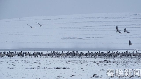 冰雪封冻下鹤舞高原 昭通大山包美出新境界
