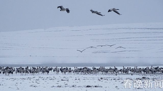 冰雪封冻下鹤舞高原 昭通大山包美出新境界
