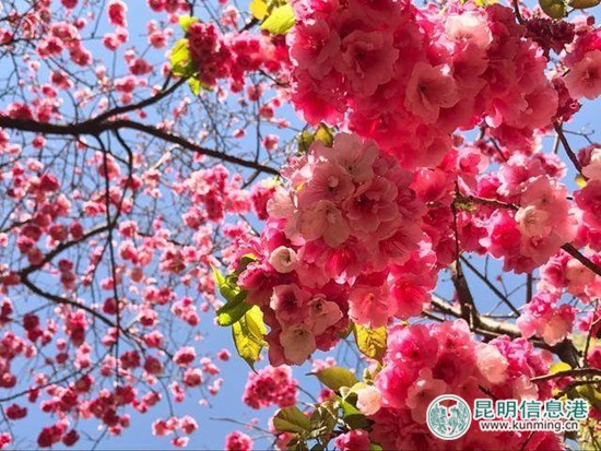 日本赏樱游预订量价齐升 昆明圆通山赏樱人气旺