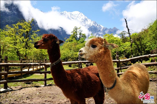 环贡嘎旅游线——燕子沟白雪红石醉人心