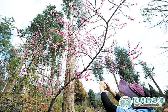 桃花文化节在昆明市郊野公园启幕 赏“十里桃林”正当时 桃花文化节在昆明市郊野公园启幕 赏“十里桃林”正当时