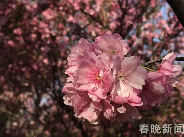 樱花 樱花