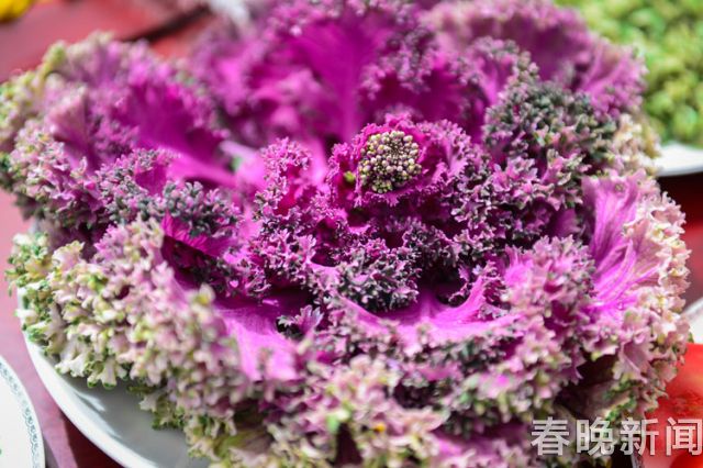 『紫甘蓝』 『紫甘蓝』