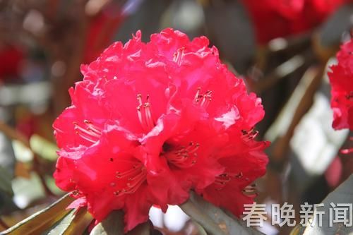 杜鹃花 杜鹃花