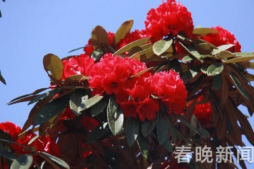杜鹃花 杜鹃花