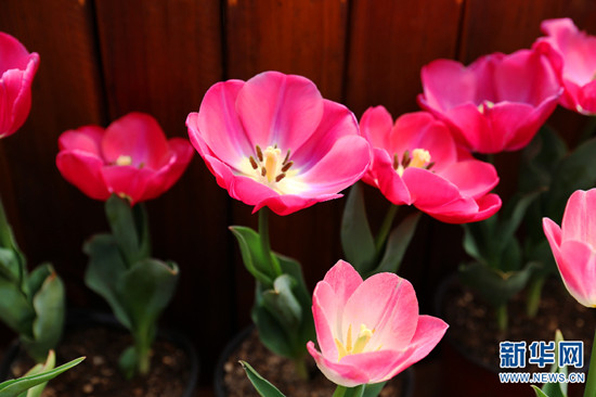 昆明捞鱼河湿地公园郁金香盛放迎春