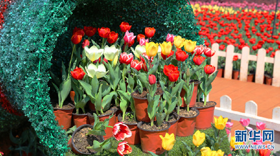 昆明捞鱼河湿地公园郁金香盛放迎春