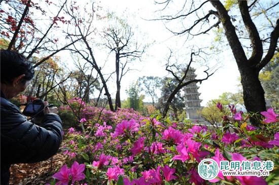 黑龙潭第十六届杜鹃花节启幕 35万余株杜鹃染红山谷