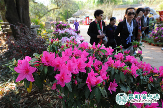 黑龙潭第十六届杜鹃花节启幕 35万余株杜鹃染红山谷