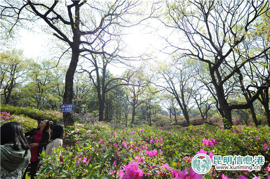 黑龙潭第十六届杜鹃花节启幕 35万余株杜鹃染红山谷