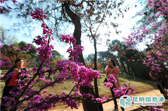 黑龙潭第十六届杜鹃花节启幕 35万余株杜鹃染红山谷