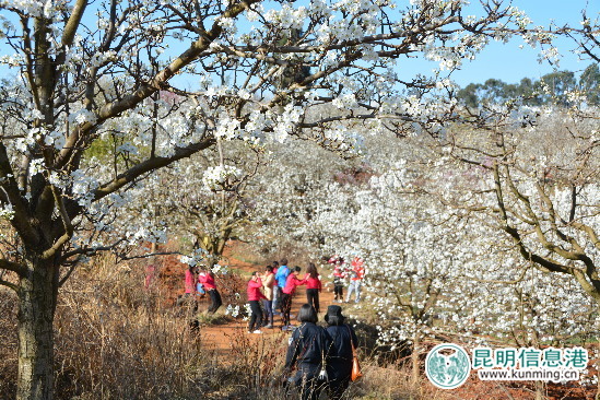 每年三月梨花盛开都会吸引大量游客前来观赏
