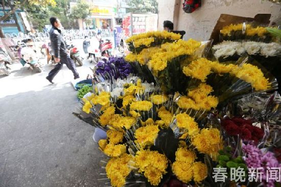 清明节将至 菊花销量紧俏价格上涨