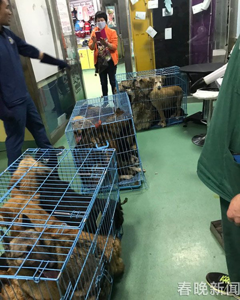 20只宠物犬屠刀下获救急寻主 丢狗狗的快来认领