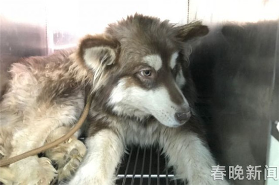 20只宠物犬屠刀下获救急寻主 丢狗狗的快来认领