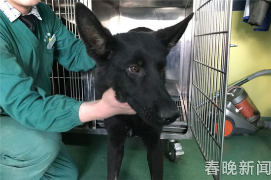 20只宠物犬屠刀下获救急寻主 丢狗狗的快来认领