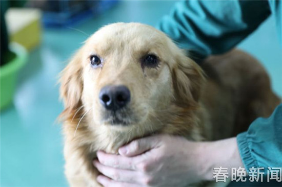 20只宠物犬屠刀下获救急寻主 丢狗狗的快来认领