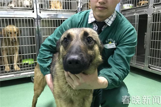 20只宠物犬屠刀下获救急寻主 丢狗狗的快来认领