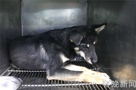 20只宠物犬屠刀下获救急寻主 丢狗狗的快来认领