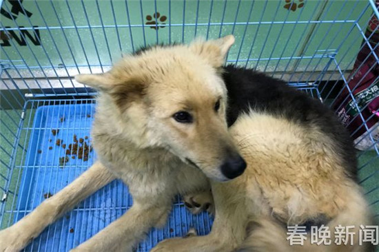 20只宠物犬屠刀下获救急寻主 丢狗狗的快来认领