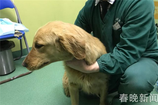 20只宠物犬屠刀下获救急寻主 丢狗狗的快来认领