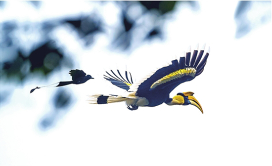 百名摄影师穿行悬崖绝壁 拍摄德宏珍禽异兽 百名摄影师穿行悬崖绝壁 拍摄德宏珍禽异兽