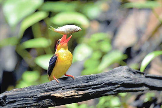 百名摄影师穿行悬崖绝壁 拍摄德宏珍禽异兽 百名摄影师穿行悬崖绝壁 拍摄德宏珍禽异兽