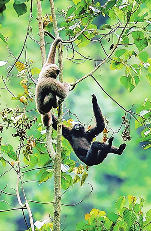 百名摄影师穿行悬崖绝壁 拍摄德宏珍禽异兽 百名摄影师穿行悬崖绝壁 拍摄德宏珍禽异兽