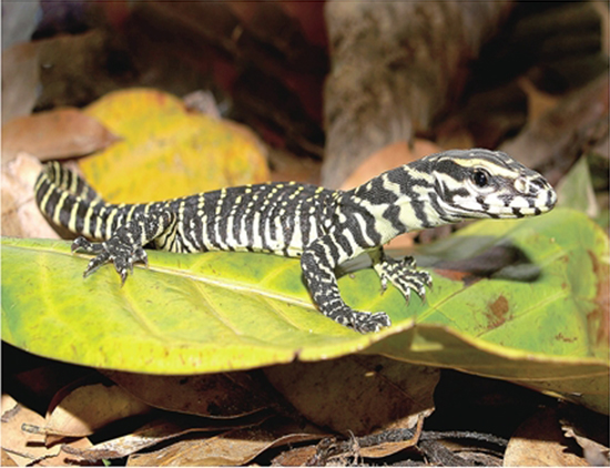 百名摄影师穿行悬崖绝壁 拍摄德宏珍禽异兽 百名摄影师穿行悬崖绝壁 拍摄德宏珍禽异兽