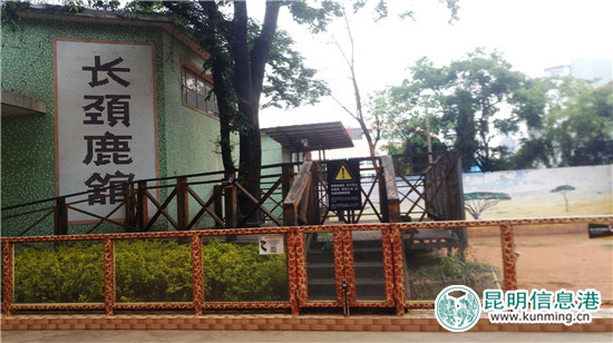 长颈鹿“海荣”之死追踪：应激反应导致窒息死亡 有望制成长颈鹿标本