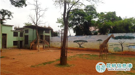 长颈鹿“海荣”之死追踪：应激反应导致窒息死亡 有望制成长颈鹿标本