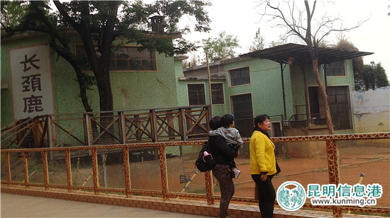 长颈鹿“海荣”之死追踪：应激反应导致窒息死亡 有望制成长颈鹿标本