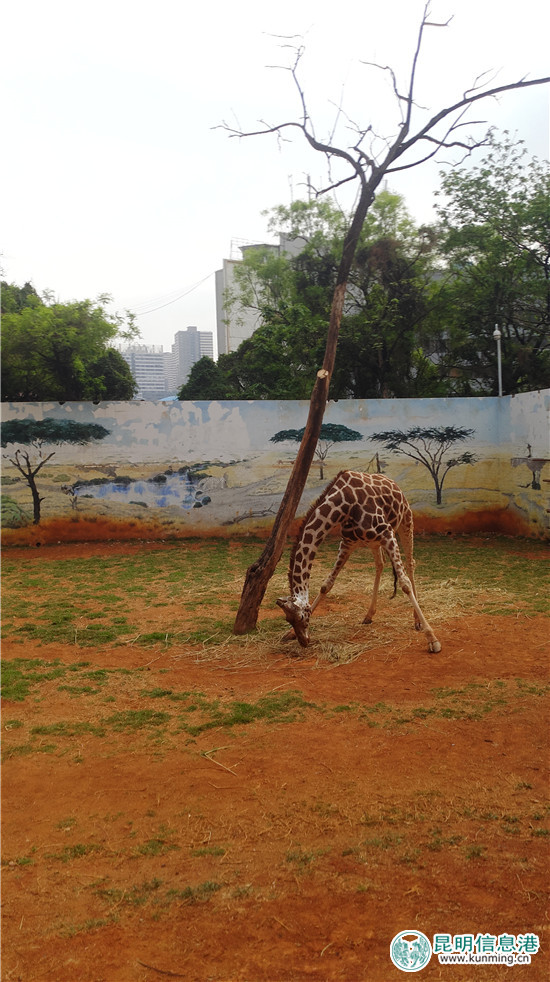 长颈鹿“海荣”之死追踪：应激反应导致窒息死亡 有望制成长颈鹿标本