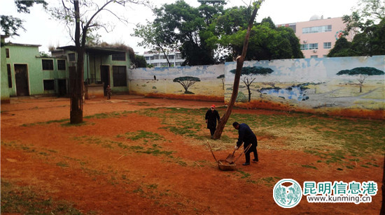 长颈鹿“海荣”之死追踪：应激反应导致窒息死亡 有望制成长颈鹿标本