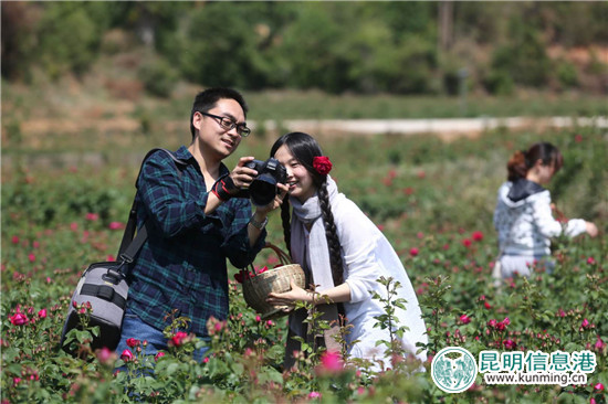 近万亩玫瑰即将盛放 安宁八街芬芳之旅4月24日启幕