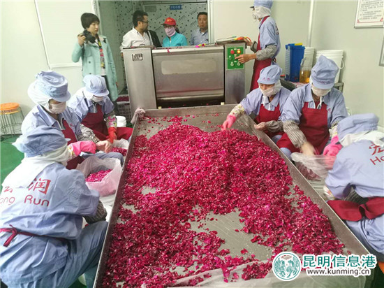 近万亩玫瑰即将盛放 安宁八街芬芳之旅4月24日启幕