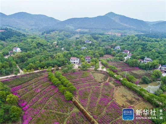 4月22日,空中俯瞰浙江省长兴县泗安镇二界岭村的杜鹃花海(无人机拍摄)。近几年来,泗安镇推动生态农业观光园建设,在主要道路两侧及观光园内种植多种颜色的100多个品种杜鹃花,形成了“人在花中游、车在花中行”的美丽景观,吸引了各地游客前来观赏,为村民带来了可观的旅游收入,成为了当地美丽乡村的特色品牌。新华社记者 徐昱 摄 4月22日,空中俯瞰浙江省长兴县泗安镇二界岭村的杜鹃花海(无人机拍摄)。近几年来,泗安镇推动生态农业观光园建设,在主要道路两侧及观光园内种植多种颜色的100多个品种杜鹃花,形成了“人在花中游、车在花中行”的美丽景观,吸引了各地游客前来观赏,为村民带来了可观的旅游收入,成为了当地美丽乡村的特色品牌。新华社记者 徐昱 摄