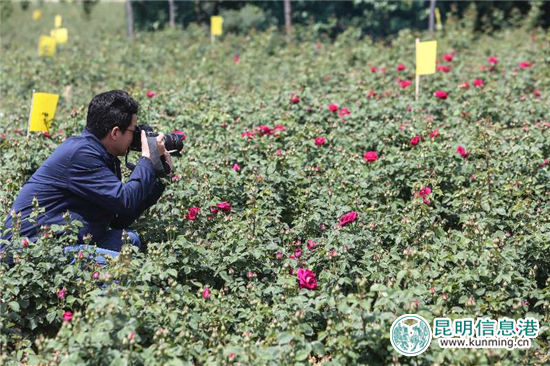 安宁八街9700亩玫瑰花热情绽放 邀你去当“采花大盗”