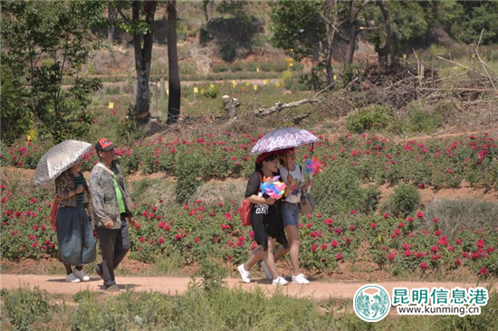 安宁八街9700亩玫瑰花热情绽放 邀你去当“采花大盗”