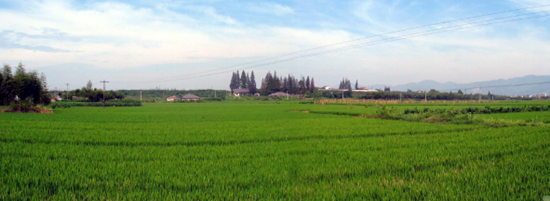 莫角山遗址全景图 莫角山遗址全景图