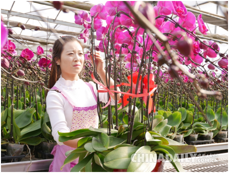 实习生王红在蝴蝶兰大棚中工作 李雪晴/摄 实习生王红在蝴蝶兰大棚中工作 李雪晴/摄