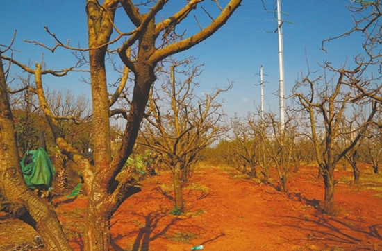 基建之后万溪冲 梨花依旧笑春风 基建之后万溪冲 梨花依旧笑春风