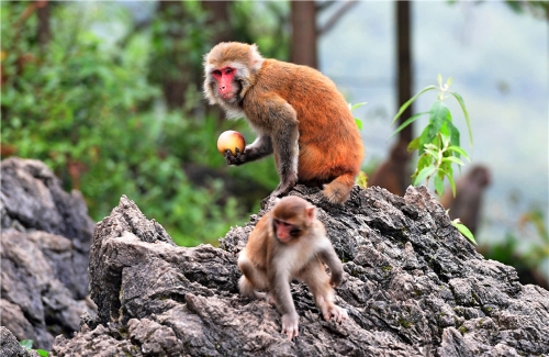 201811061637234AS33Y