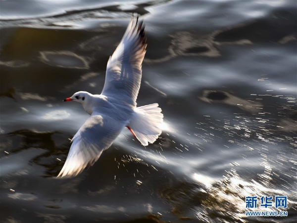 A black-headed gull is flying. [Xinhua Yang Zongyou]