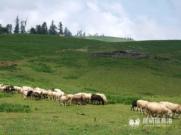 08 高山草甸 后藤先生 摄·1 08 高山草甸 后藤先生 摄·1