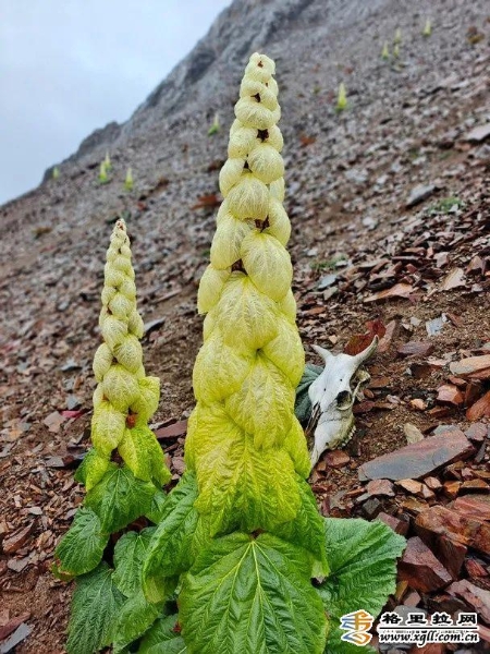 bd16b147-cb7d-4ba3-8cd6-048edd7af3a5_batchwm