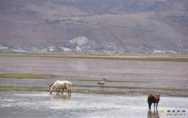 60e0a0ee-ceb2-4443-9991-59c77453f4d1_batchwm