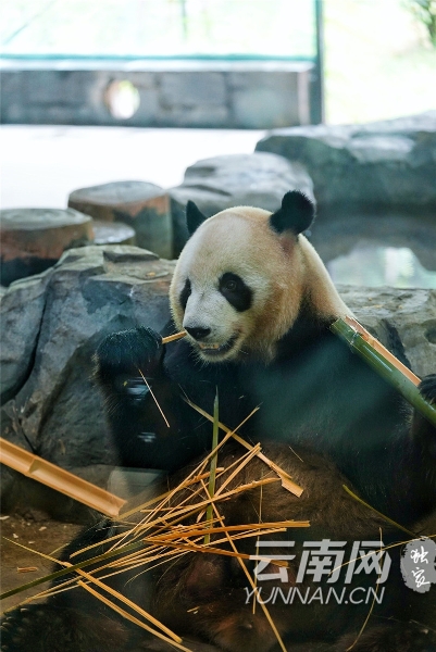 panda1 - 副本 - 副本