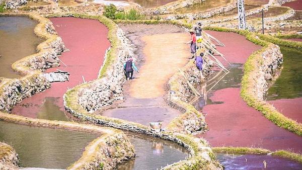 梯田春耕忙 风景美如画。绿春县融媒体中心供图(63).jpg_x-oss-process_style_w10 梯田春耕忙 风景美如画。绿春县融媒体中心供图(63).jpg_x-oss-process_style_w10