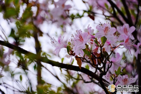 9ffd829c-fcd1-4566-bf8e-ebbc8c3dbad6_batchwm 9ffd829c-fcd1-4566-bf8e-ebbc8c3dbad6_batchwm